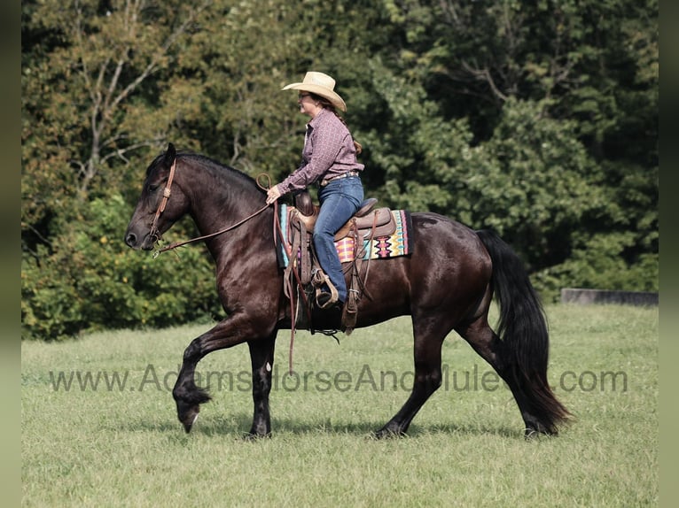 Frisone / Frisone Occidentale Castrone 5 Anni 160 cm Morello in Mount Vernon