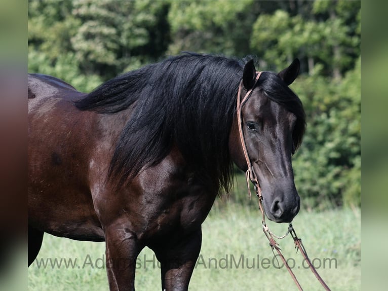 Frisone / Frisone Occidentale Castrone 5 Anni 160 cm Morello in Mount Vernon