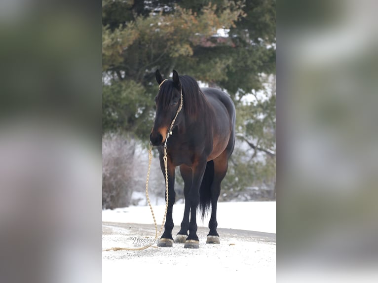 Frisone / Frisone Occidentale Mix Castrone 5 Anni 163 cm Baio ciliegia in Millersburg