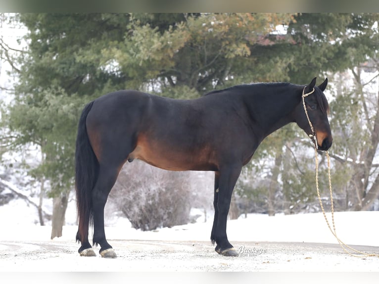 Frisone / Frisone Occidentale Mix Castrone 5 Anni 163 cm Baio ciliegia in Millersburg