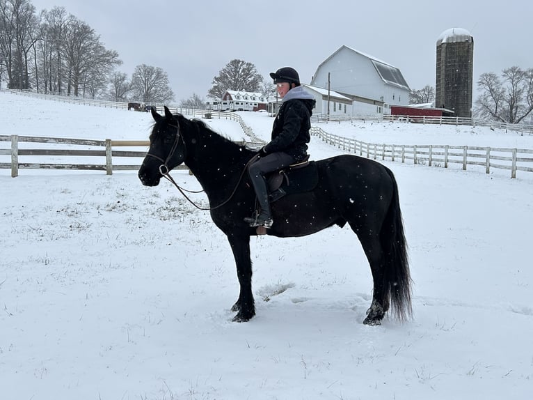 Frisone / Frisone Occidentale Castrone 5 Anni 163 cm Morello in Street, MD