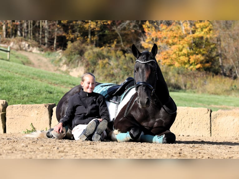 Frisone / Frisone Occidentale Mix Castrone 5 Anni 168 cm Tobiano-tutti i colori in Millersburg