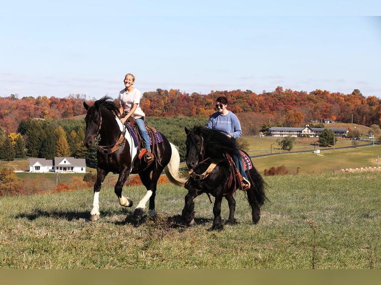 Frisone / Frisone Occidentale Mix Castrone 5 Anni 168 cm Tobiano-tutti i colori in Millersburg