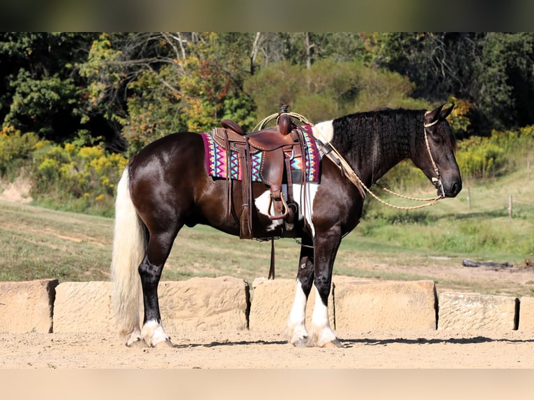 Frisone / Frisone Occidentale Mix Castrone 5 Anni 168 cm Tobiano-tutti i colori in Millersburg