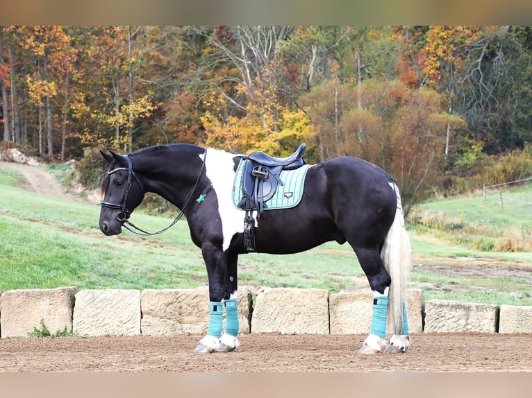 Frisone / Frisone Occidentale Mix Castrone 5 Anni 168 cm Tobiano-tutti i colori in Millersburg