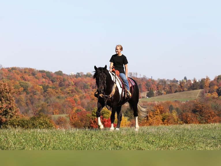 Frisone / Frisone Occidentale Mix Castrone 5 Anni 168 cm Tobiano-tutti i colori in Millersburg