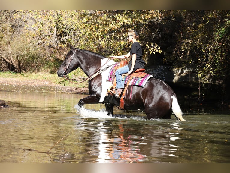 Frisone / Frisone Occidentale Mix Castrone 5 Anni 168 cm Tobiano-tutti i colori in Millersburg