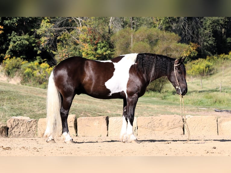 Frisone / Frisone Occidentale Mix Castrone 5 Anni 168 cm Tobiano-tutti i colori in Millersburg