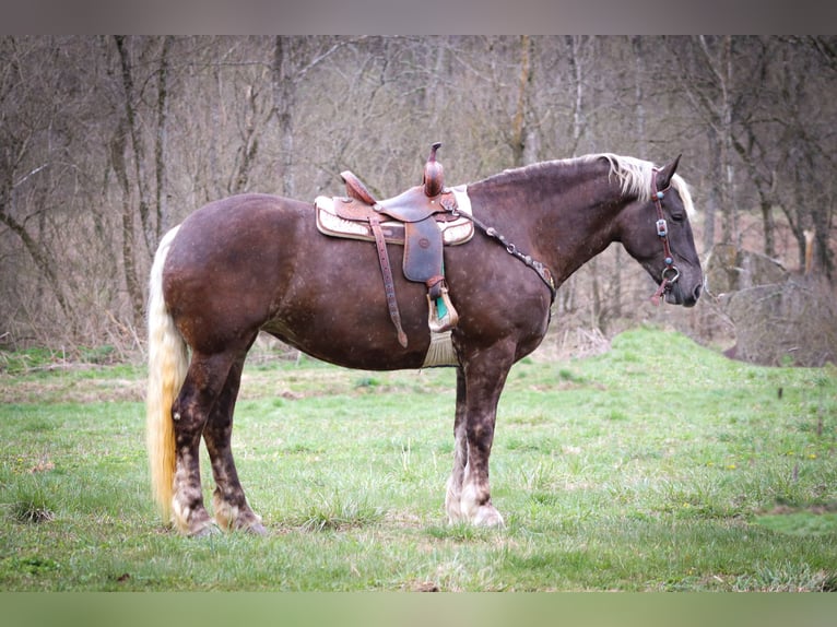 Frisone / Frisone Occidentale Castrone 5 Anni 173 cm Grigio pezzato in Flemingsburg Ky