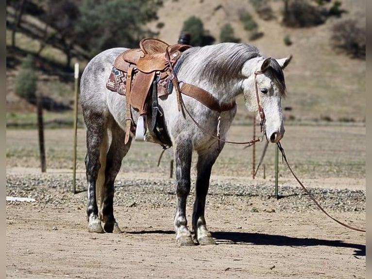 Frisone / Frisone Occidentale Castrone 6 Anni 152 cm Grigio pezzato in Paicines CA