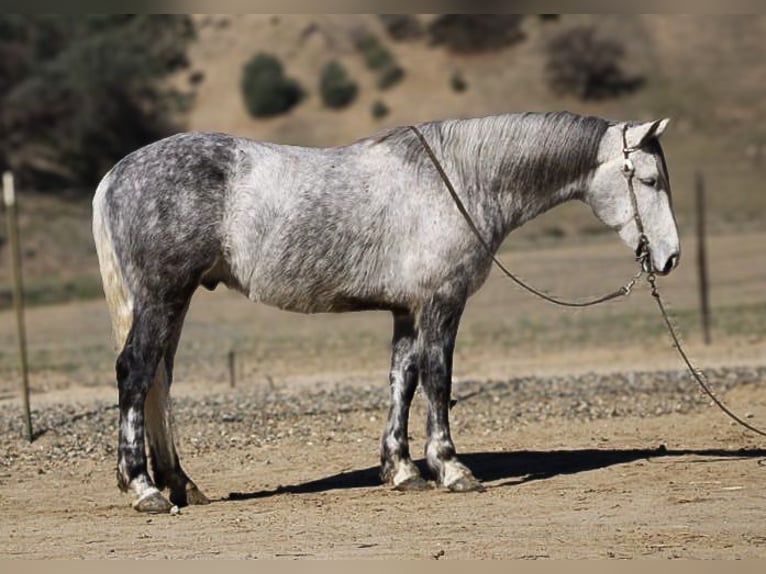 Frisone / Frisone Occidentale Castrone 6 Anni 152 cm Grigio pezzato in Paicines CA