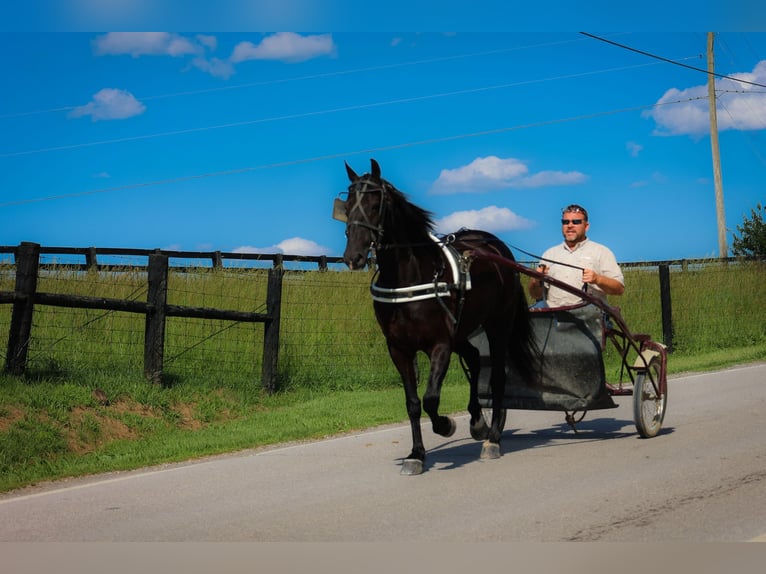 Frisone / Frisone Occidentale Castrone 6 Anni 152 cm Morello in Flemingsburg KY