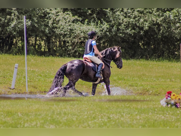 Frisone / Frisone Occidentale Castrone 6 Anni 152 cm Morello in Warsaw NY