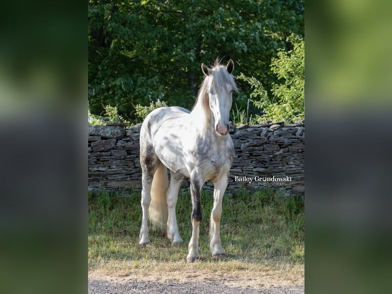 Frisone / Frisone Occidentale Castrone 6 Anni 157 cm Tobiano-tutti i colori in Everett PA