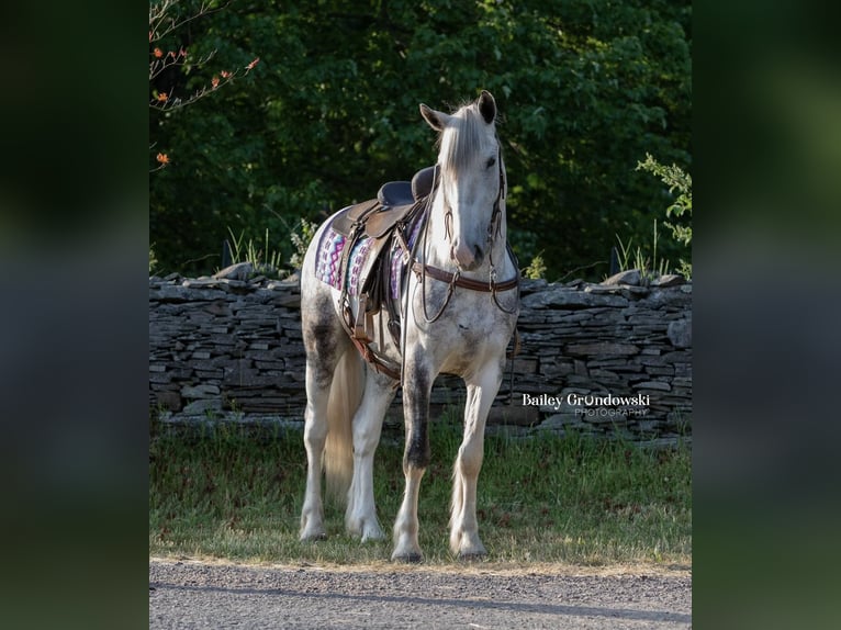 Frisone / Frisone Occidentale Castrone 6 Anni 157 cm Tobiano-tutti i colori in Everett PA