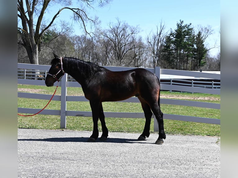 Frisone / Frisone Occidentale Castrone 6 Anni 160 cm Baio ciliegia in sturgis MI