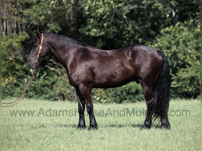 Frisone / Frisone Occidentale Castrone 6 Anni 160 cm Morello in Mount Vernon