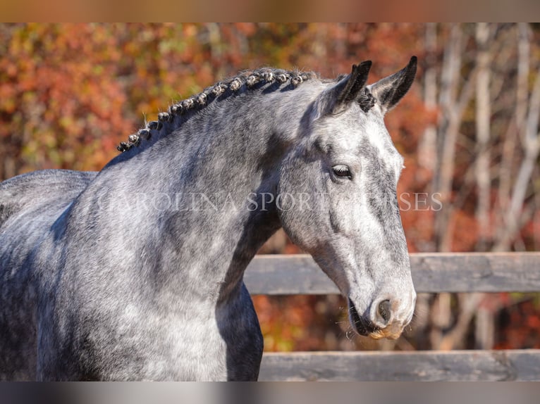 Frisone / Frisone Occidentale Mix Castrone 6 Anni 173 cm Grigio in Clover, SC