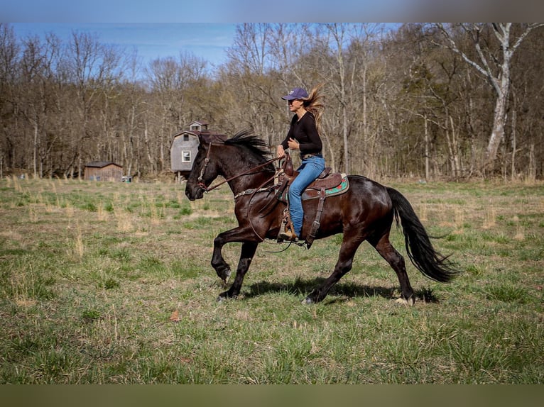 Frisone / Frisone Occidentale Castrone 7 Anni 152 cm Morello in Hillsboro KY