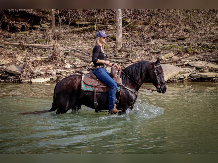 Frisone / Frisone Occidentale Castrone 7 Anni 152 cm Morello in Hillsboro KY