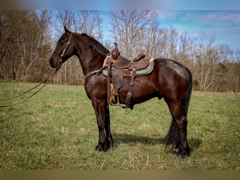 Frisone / Frisone Occidentale Castrone 7 Anni 152 cm Morello in Hillsboro KY