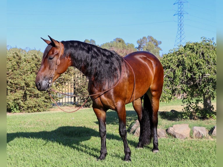 Frisone / Frisone Occidentale Castrone 7 Anni 155 cm Baio ciliegia in Pleasant Grove CA