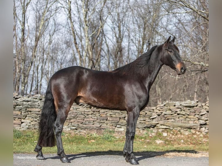 Frisone / Frisone Occidentale Castrone 7 Anni 160 cm Baio ciliegia in Everette PA