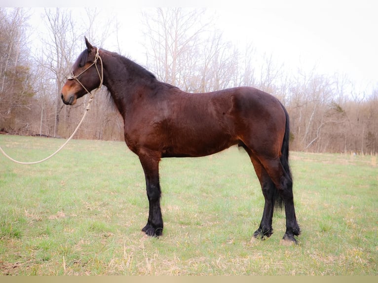 Frisone / Frisone Occidentale Castrone 7 Anni 163 cm Baio ciliegia in Hillsboro KY