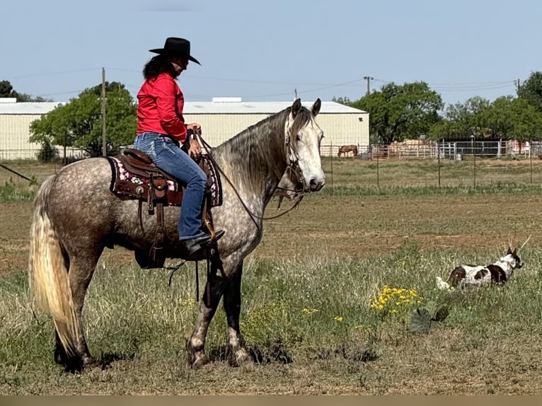 Frisone / Frisone Occidentale Castrone 7 Anni 163 cm Grigio in Ackerly TX