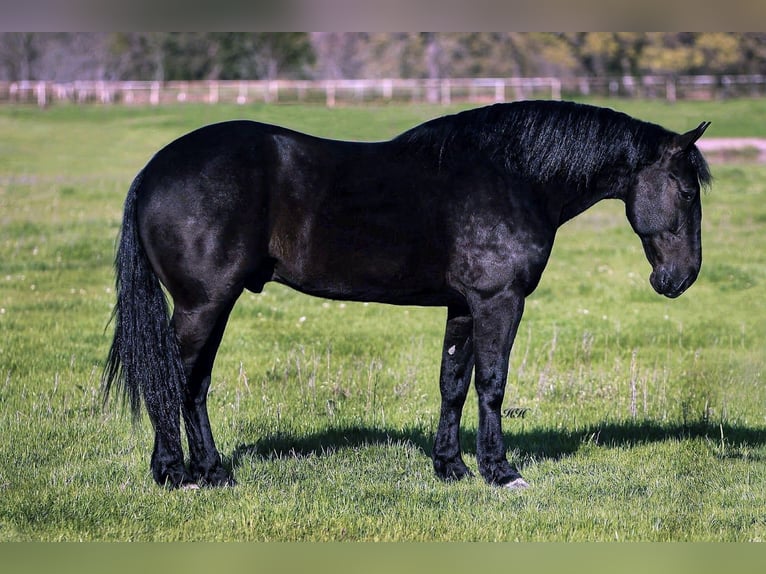 Frisone / Frisone Occidentale Mix Castrone 7 Anni 175 cm Morello in Kaufman, TX