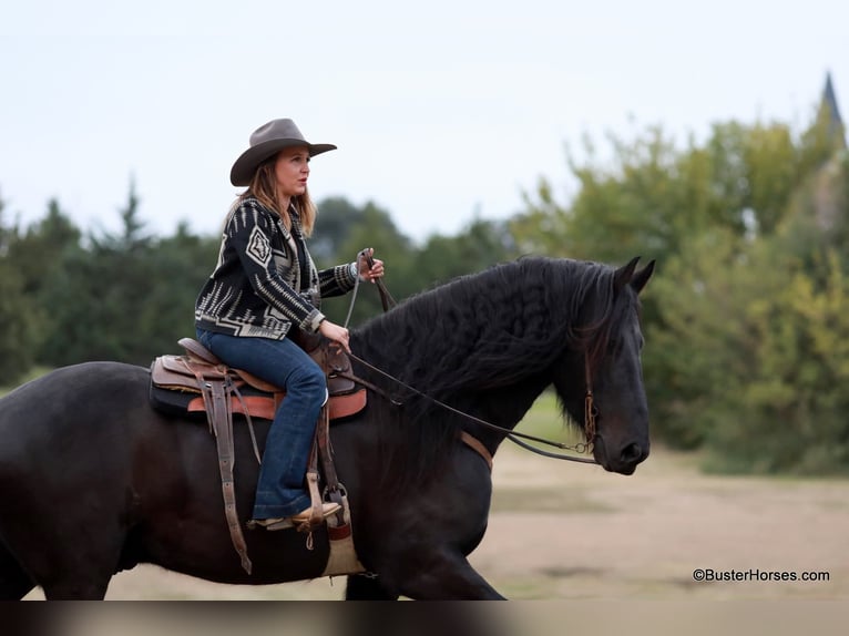 Frisone / Frisone Occidentale Castrone 7 Anni 175 cm Morello in Weatherford TX