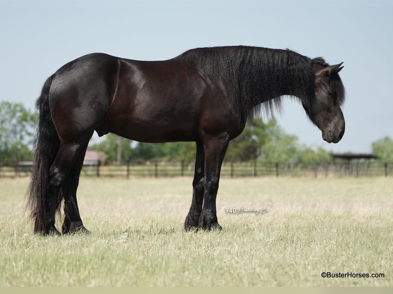 Frisone / Frisone Occidentale Castrone 7 Anni 175 cm Morello in Weatherford TX