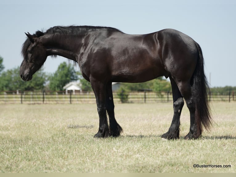 Frisone / Frisone Occidentale Castrone 7 Anni 175 cm Morello in Weatherford TX