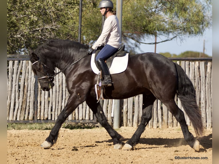 Frisone / Frisone Occidentale Castrone 7 Anni 175 cm Morello in Weatherford TX