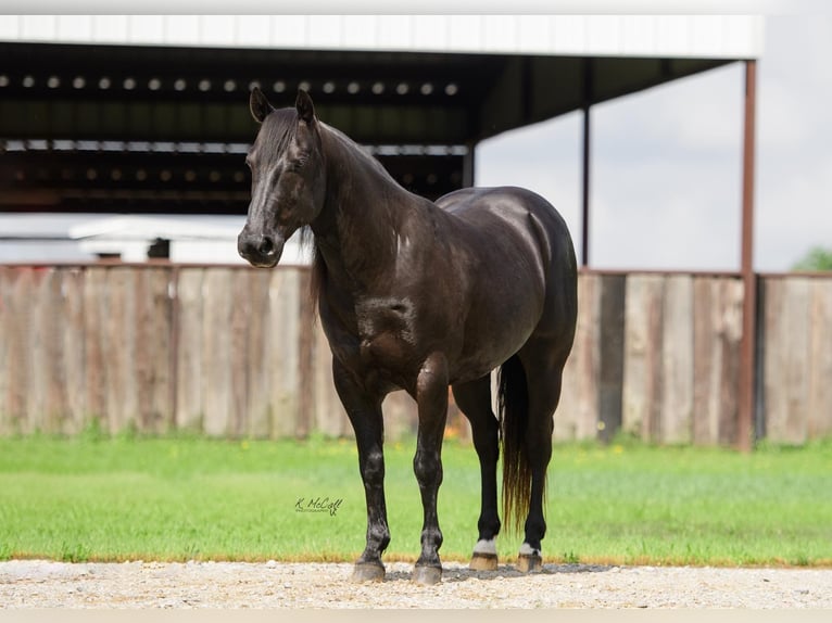 Frisone / Frisone Occidentale Mix Castrone 8 Anni 137 cm Morello in Ravenna