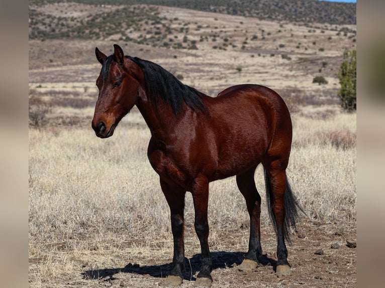 Frisone / Frisone Occidentale Castrone 8 Anni 157 cm Baio ciliegia in Camp Verde, AZ