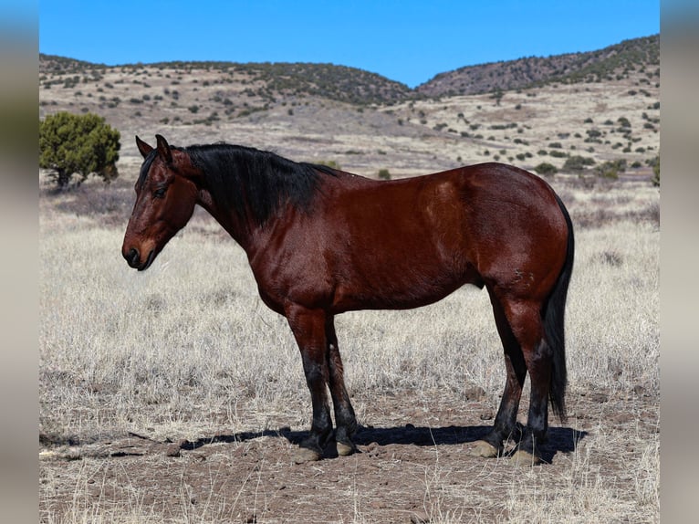 Frisone / Frisone Occidentale Castrone 8 Anni 157 cm Baio ciliegia in Camp Verde, AZ