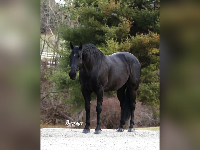 Frisone / Frisone Occidentale Castrone 8 Anni Morello in Millersburg