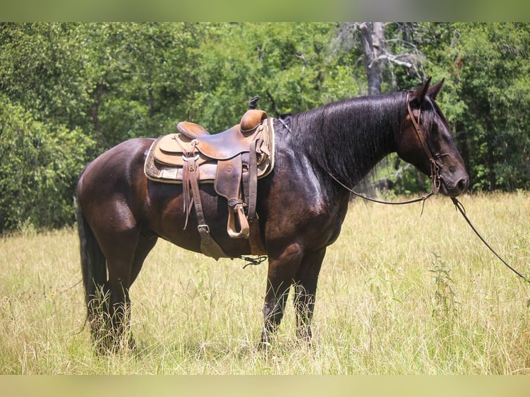 Frisone / Frisone Occidentale Castrone 9 Anni 160 cm Morello in Rusk TX