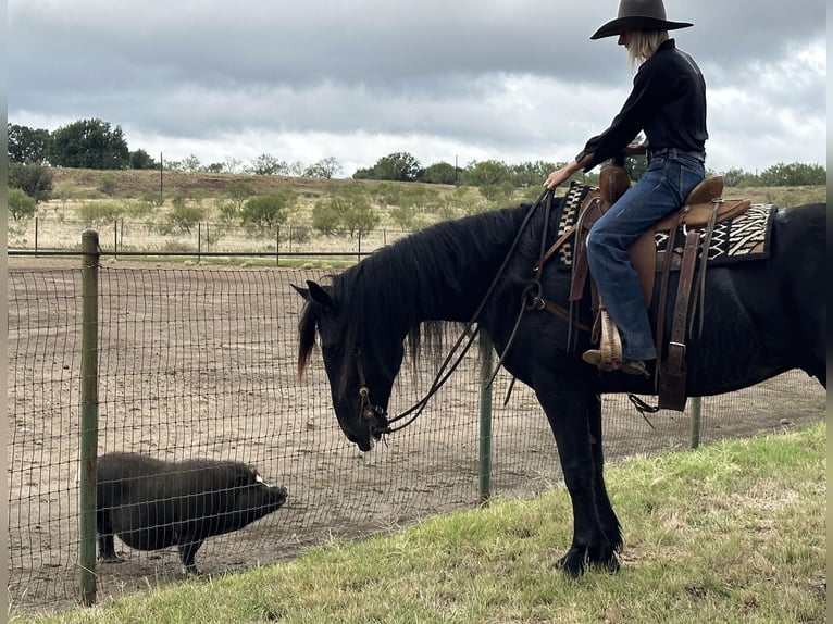 Frisone / Frisone Occidentale Castrone 9 Anni 163 cm Morello in Byers TX