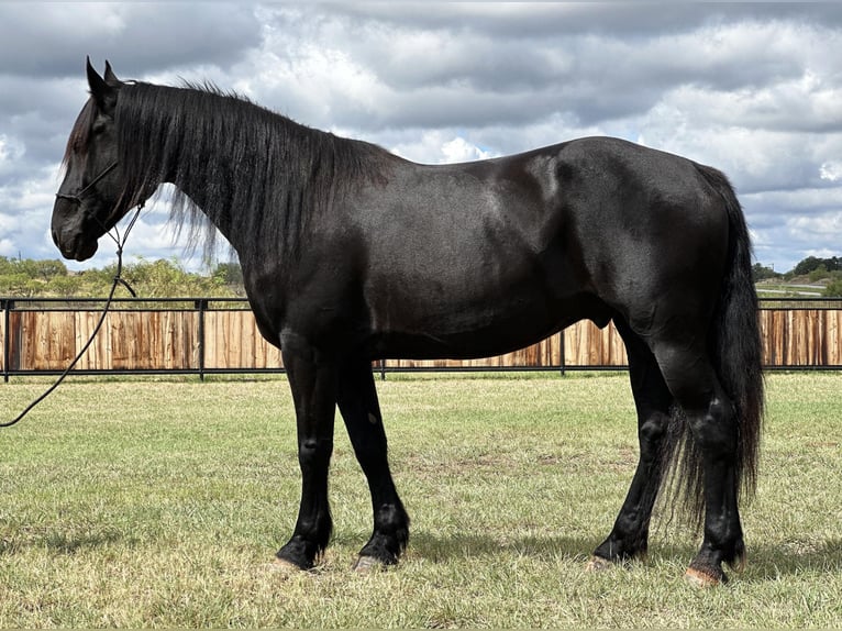 Frisone / Frisone Occidentale Castrone 9 Anni 163 cm Morello in Byers TX