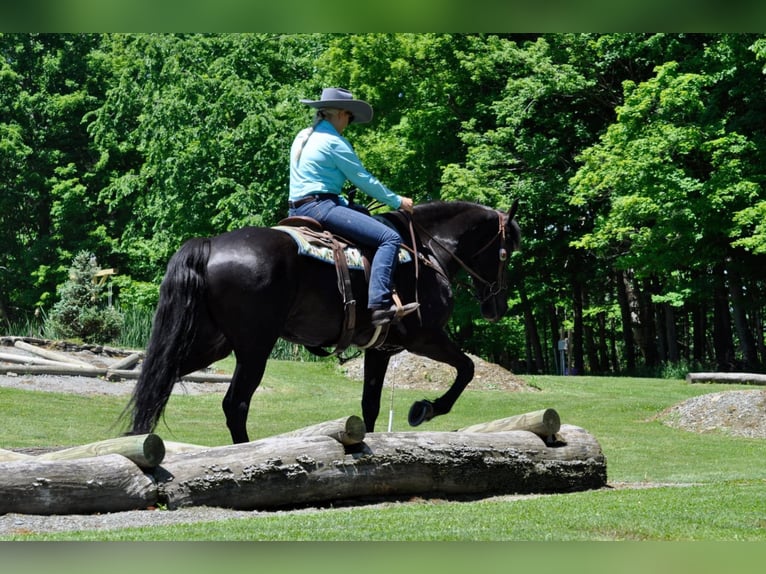 Frisone / Frisone Occidentale Castrone 9 Anni 165 cm Baio in Dallas PA