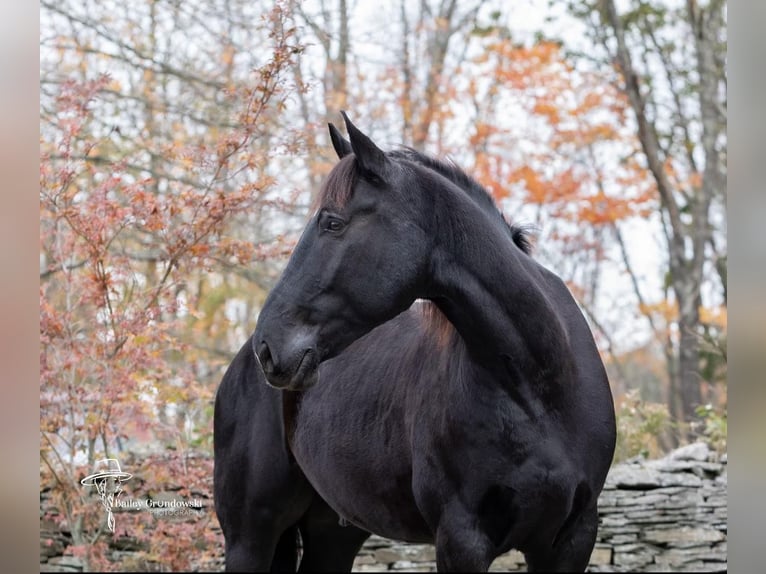 Frisone / Frisone Occidentale Castrone 9 Anni 173 cm Morello in Everett PA