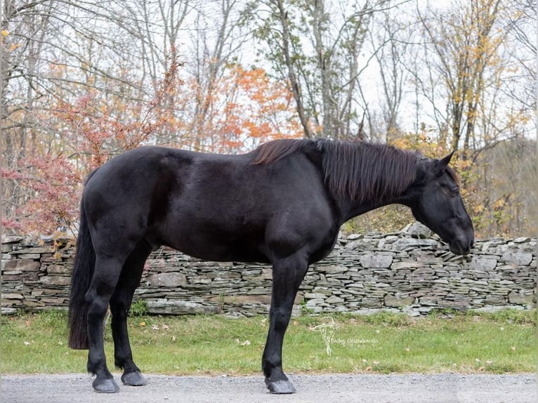 Frisone / Frisone Occidentale Castrone 9 Anni 173 cm Morello in Everett PA