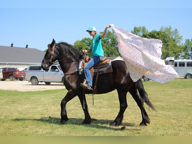 Frisone / Frisone Occidentale Giumenta 10 Anni 173 cm Morello in Highland MI