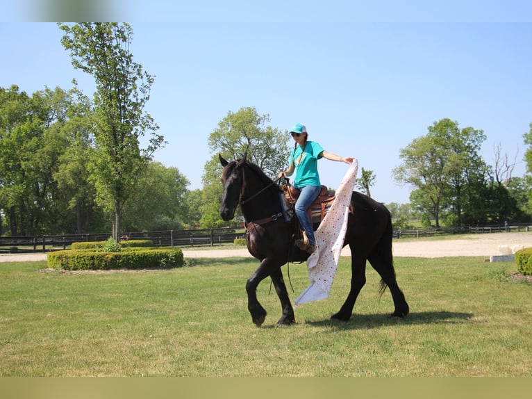 Frisone / Frisone Occidentale Giumenta 10 Anni 173 cm Morello in Highland MI