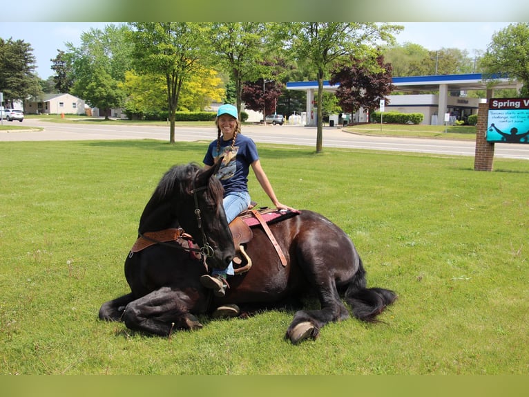 Frisone / Frisone Occidentale Giumenta 10 Anni 173 cm Morello in Highland MI