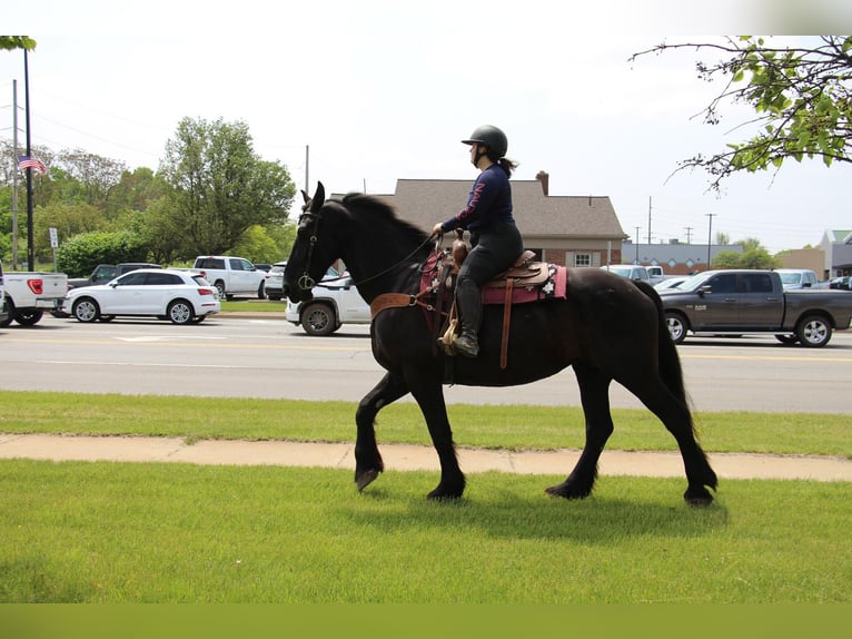 Frisone / Frisone Occidentale Giumenta 10 Anni 173 cm Morello in Highland MI