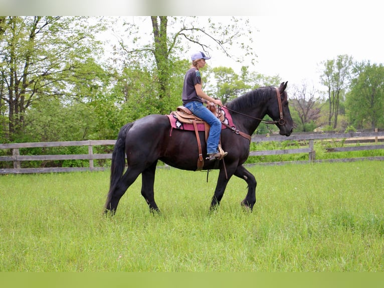 Frisone / Frisone Occidentale Giumenta 10 Anni 173 cm Morello in Highland MI