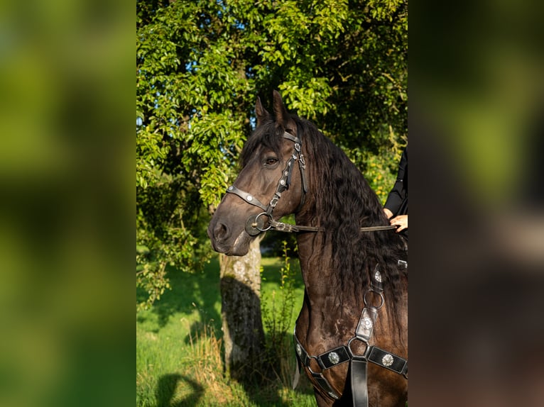 Frisone / Frisone Occidentale Giumenta 12 Anni 163 cm Morello in Ohrenbach